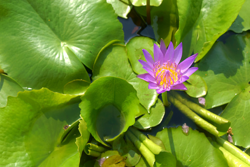 Water lily with beautiful green floating leaves in a ditch filled with water.