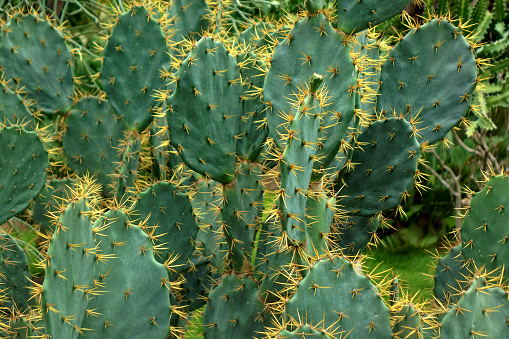 Prickly pear cactus on Lanzarote Island. Cactus with fruits. Spanish prickly pear cactus.