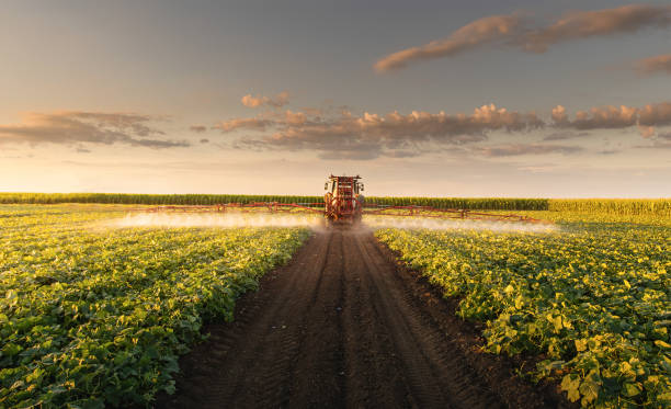 Tractor spraying vegetable field in sunset.