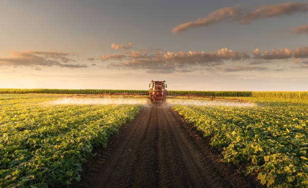 ciągnik opryskujący pole warzywne o zachodzie słońca. - crop sprayer insecticide spraying agriculture zdjęcia i obrazy z banku zdjęć
