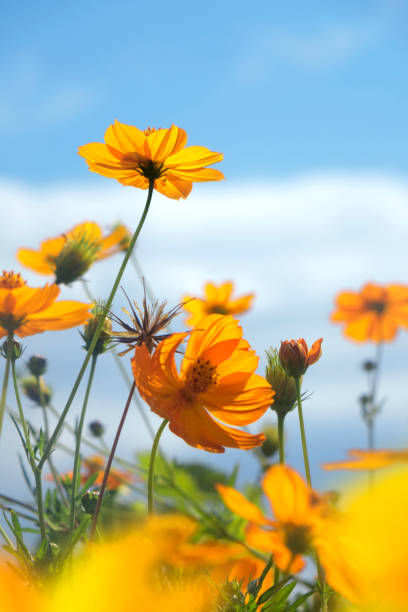 Close up daisy flowers