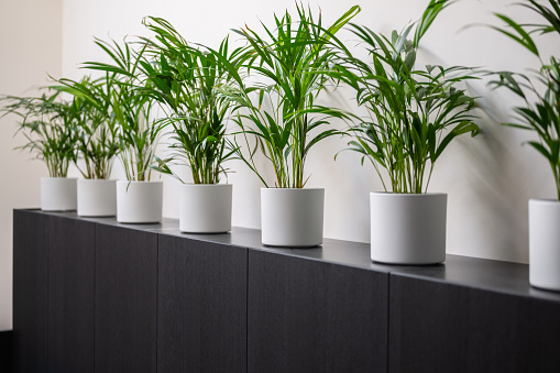 A shelf full of plants in the office. Modern design.