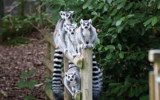 Group Of Lemurs Looking Curiously At Camera