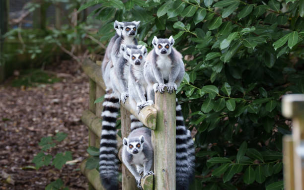Group Of Lemurs Looking Curiously At Camera Group of lemur animals in various poses balanced on post and looking into camera animal family stock pictures, royalty-free photos & images