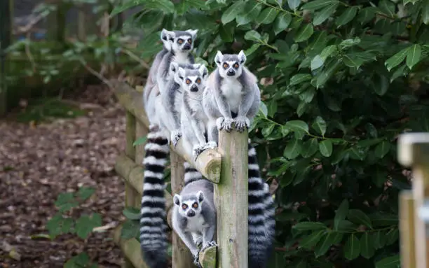 Group of lemur animals in various poses balanced on post and looking into camera