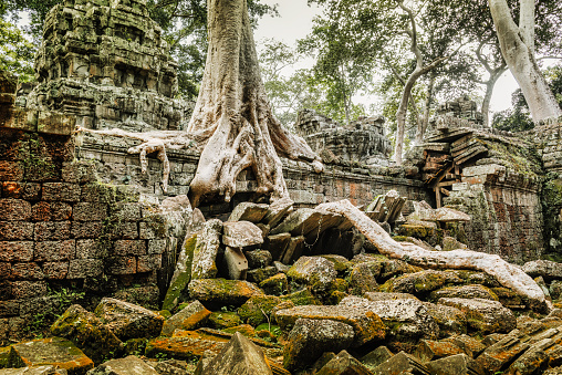 A view of the ancient entrance to the Ta Prohm temple covered in tree roots in Angkor Wat, Cambodia