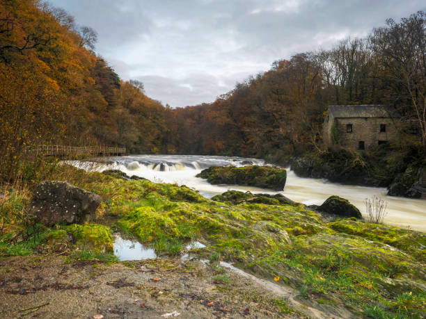 Cenarth Falls Cenarth Falls, River Teifi, Wales teifi river stock pictures, royalty-free photos & images