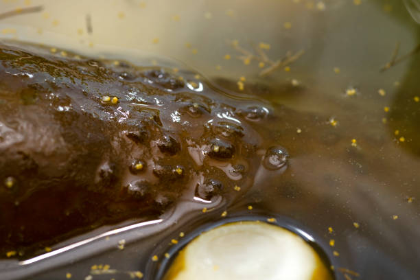 concombres marinés au raifort et à l’ail dans un grand bocal en verre, un plat traditionnel polonais. - horseradish homemade eating food and drink photos et images de collection