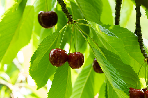 Ripe berries on a branch with green leaves