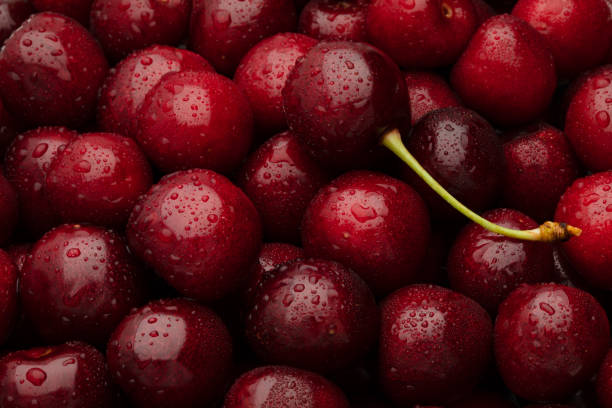 istock Ripe cherries with water drops. One berry with a green twig 1445796659