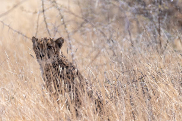 istock Cheetah hiding in the bushes 1445797493