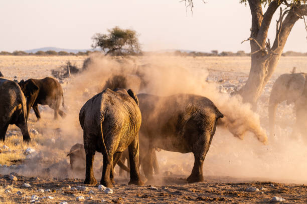 istock Elephants near a water hole 1445797502