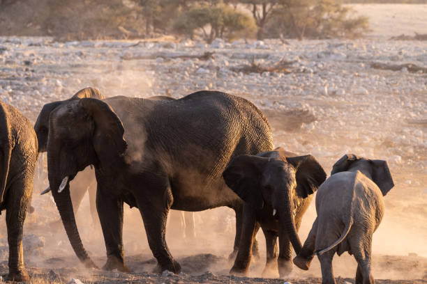 istock Elephants near a water hole 1445797504