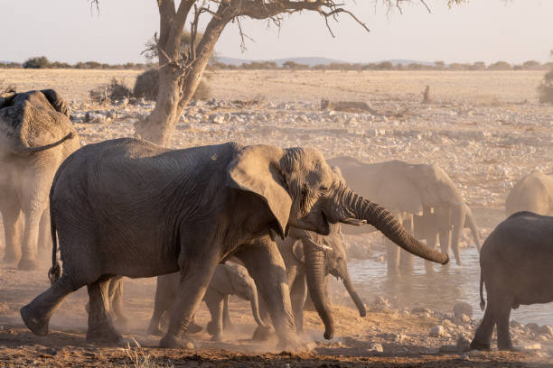 istock Elephants near a water hole 1445797530