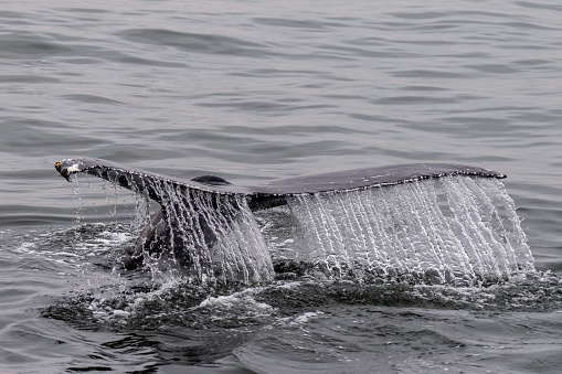 Detailed close-up of a the tail fin of a diving whale. Walvis Bay, Namibia.
