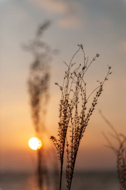 istock Shiraishi Island in winter 1445797576