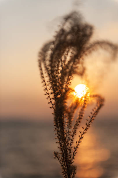 istock Shiraishi Island in winter 1445797577