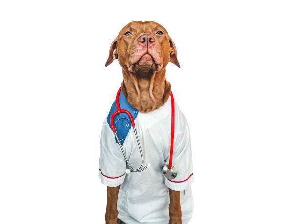 istock Lovable puppy, dressed in a doctor's coat 1445802054