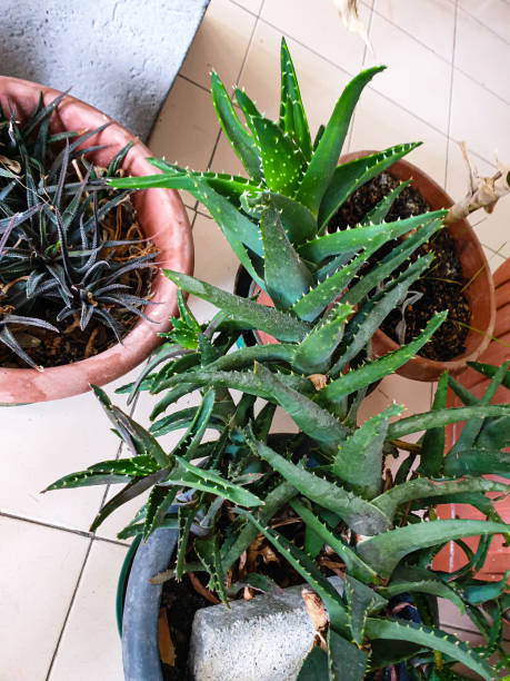 istock aloe succulent plant close-up 1445802071