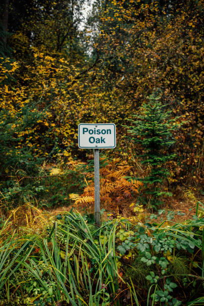 istock Poison Oak warning sign in wooded area 1445802189