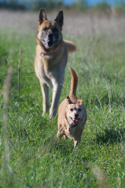 istock Two dogs chasing each other and running toward the camera 1445803306