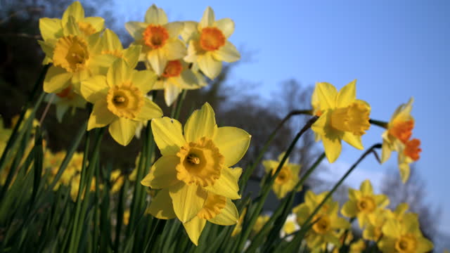 Daffodils, yellow flowers, in spring sunshine blowing in the wind