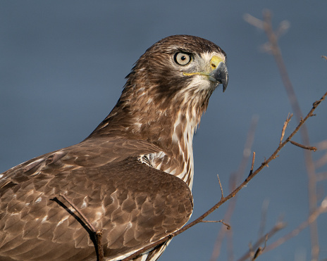 This is most likely a juvenile coopers hawk.