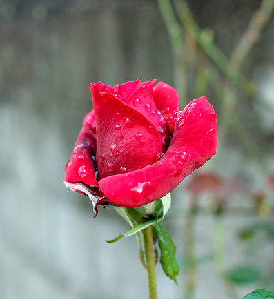 Red rose flower with raindrops on petals outdoor in garden. Copy space