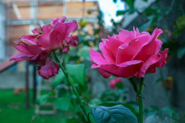a couple of old roses in my garden during autumn