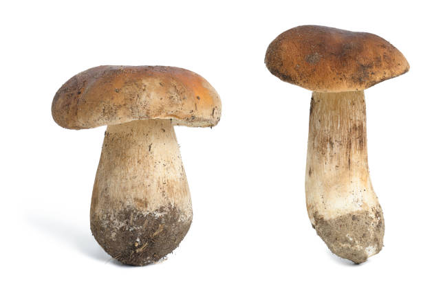 istock Fresh forest white mushroom with root isolated on a white background 1445805664