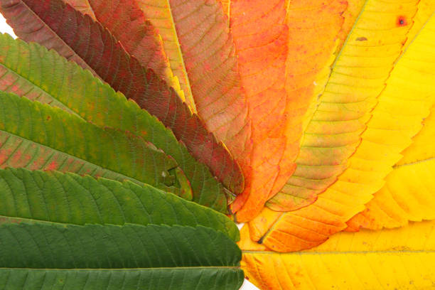 The nice colored sorted variety of the leafs in a different stadium of changing the colour in autumn because of the drying of the foliage.