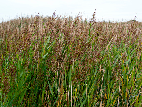 Part of the extensive reed beds which line the salt marshes at Thornham on the north coast of Norfolk in Eastern England.