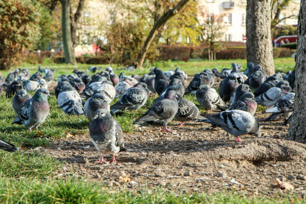istock The big group of pigeons nesting 1445807678