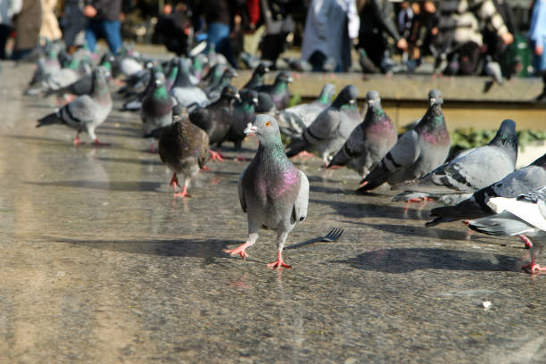The detail of one of the pigeons in a flock resting in the city center. Waiting for something to eat.