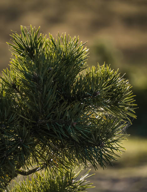 istock Coniferous shrub of a young pine tree in macro with green needles on branches at sunset lighting in the evening, in autumn a green plant against a background of yellow grass 1445807944