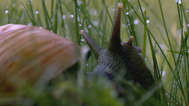caracol en la hierba. creativo. antenas de caracol en hierba verde y rocío. macro mundo de pradera verde - snail environmental conservation garden snail mollusk fotografías e imágenes de stock