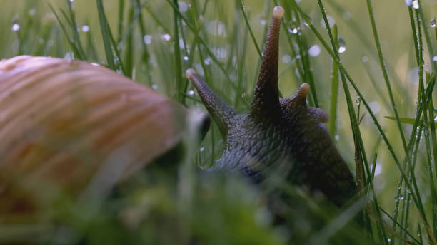 caracol na grama. criativo. antenas de caracol em grama verde e mar devassar. mundo macro de prado verde - snail environmental conservation garden snail mollusk - fotografias e filmes do acervo