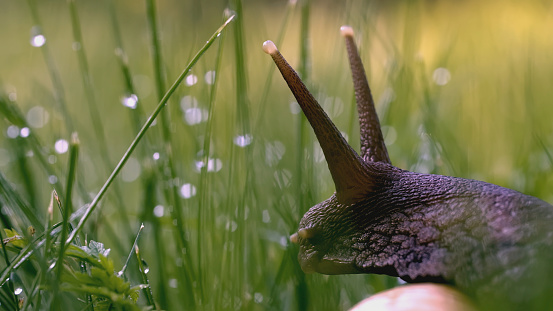 Snail in the grass. Creative. Snail antennae in green grass and dew. Green meadow macro world.