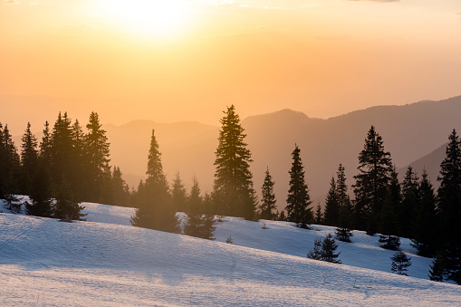 Fantastic evening winter landscape with spruce trees on the sunset light. Dramatic overcast sky. Beauty world.