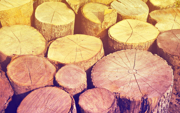 wooden logs. firewoods folded together. Top view.
