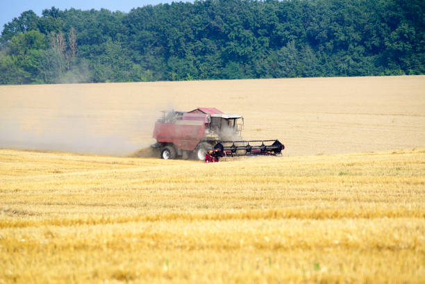 istock Harvester machine working to harvest wheat field . Combine harve 1445809883