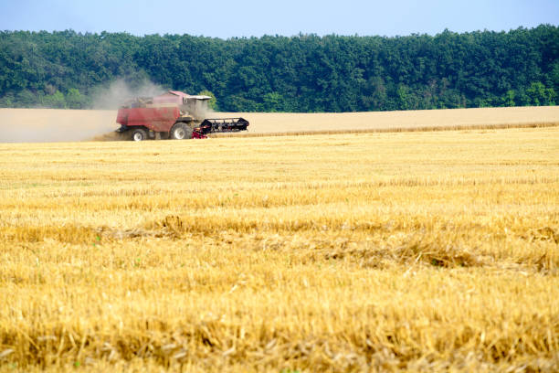 istock Harvester machine working to harvest wheat field . Combine harve 1445810017