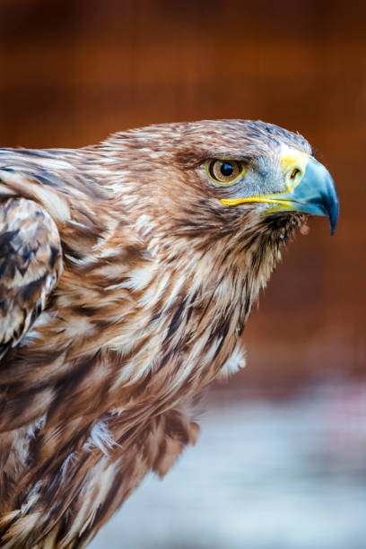 Eastern Imperial Eagle Eastern Imperial Eagle aquila heliaca stock pictures, royalty-free photos & images