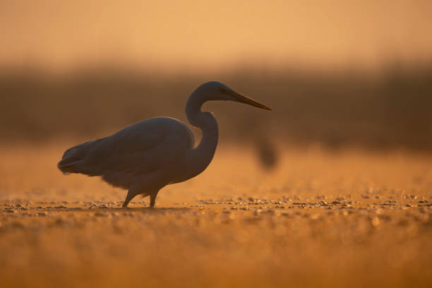 istock Great Egret in Lake in Sunrise 1445811669