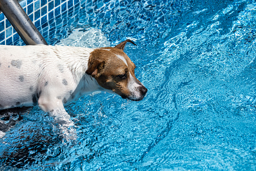 Jack Russell Terrier jumping into the pool. White dog swims in the pool. The puppy bathes, escaping from the summer heat. The dog loves to swim and enjoys spending time in the water.