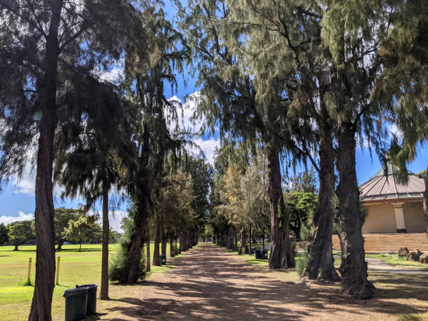 istock Carraige Path lined with trees in Kapiolani Park 1445812809