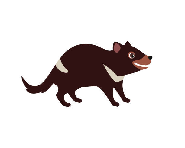 Tasmanian devil. Cute funny Australian animal. Vector cartoon flat illustration. Tasmanian devil. Cute funny Australian animal. Vector cartoon flat illustration. tasmanian animals stock illustrations