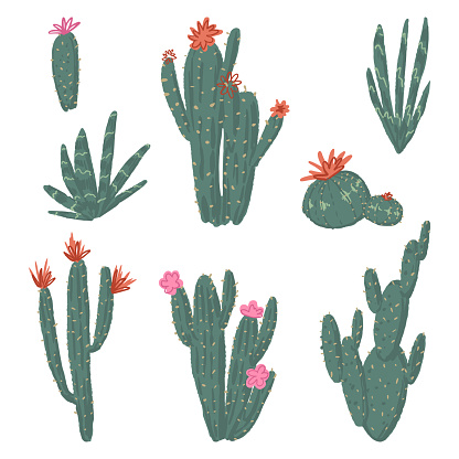 Blooming cactus set. Exotic desert cacti, wild plants, prickly succulents. Botanical vector illustration collection. Cute flat clip arts isolated on white..