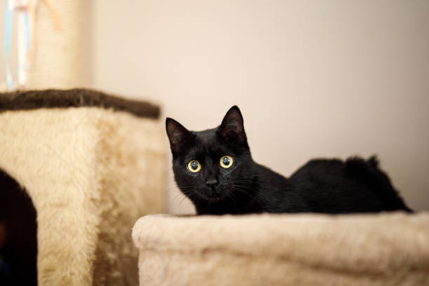 istock Black kitten in the living room 1445816761