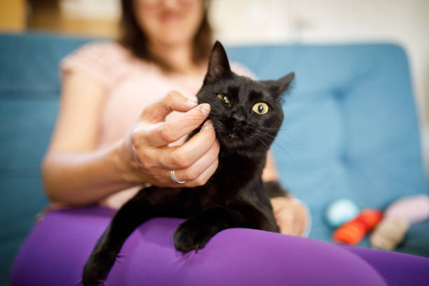 istock Cute black cat receiving cuddles 1445817243